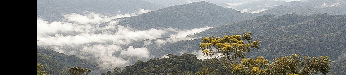 3-Day Chimpanzee Trekking, Canopy & Lake Kivu Adventure