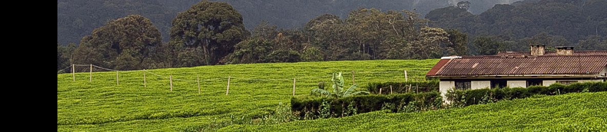 5-Day Nyungwe Chimpanzee Trek with Lake Kivu Experiences