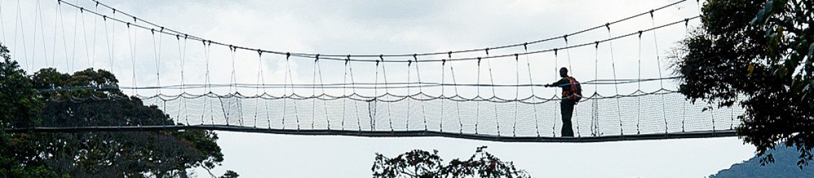 2-Day Chimpanzee Trek & Canopy Walk Adventure in Nyungwe