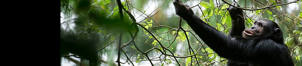 3-Day Nyungwe National Forest Park Safari in Rwanda