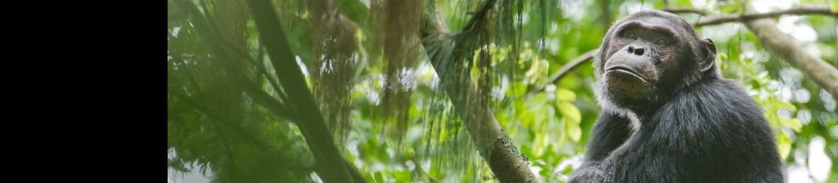 6-Day Rwanda Chimpanzee and Golden Monkey Trekking
