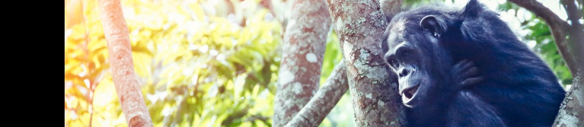 4-Day Akagera Safari and Chimpanzee Trekking Experience