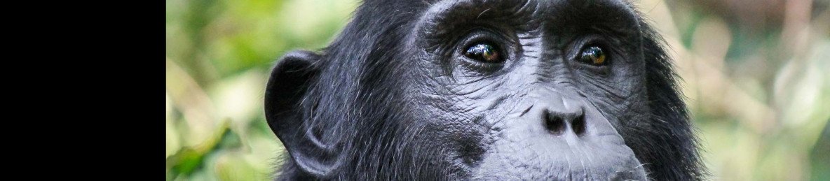 9-Day Best of Rwanda Safari and Cultural Experience