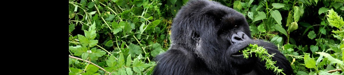 3-Day Rwanda Gorilla & Golden Monkey Trekking Safari