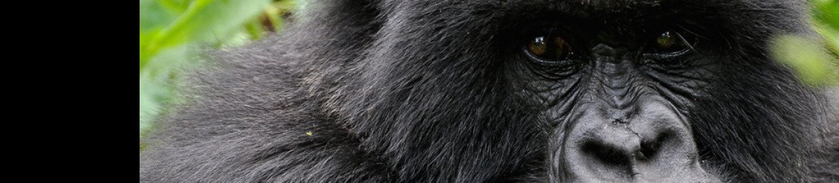 9-Day Rwanda & Tanzania Luxury Wildlife Tour