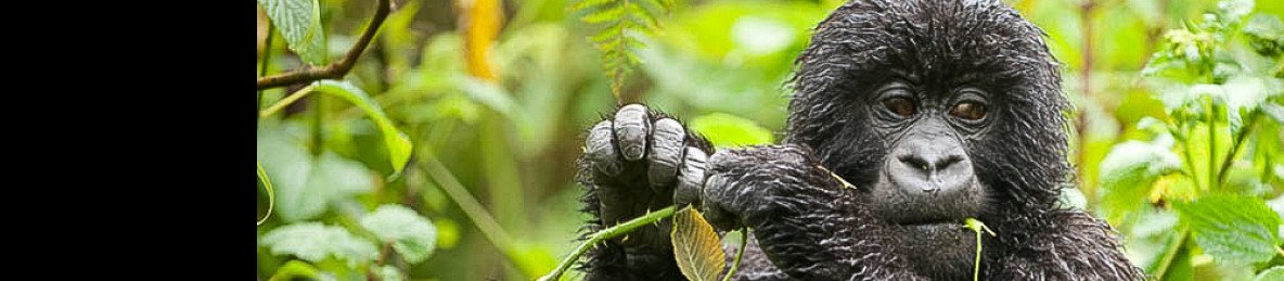11-Day Safari in Uganda and Rwanda