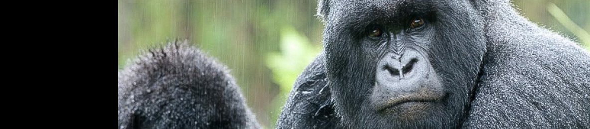 7-Day Highlights of Rwanda
