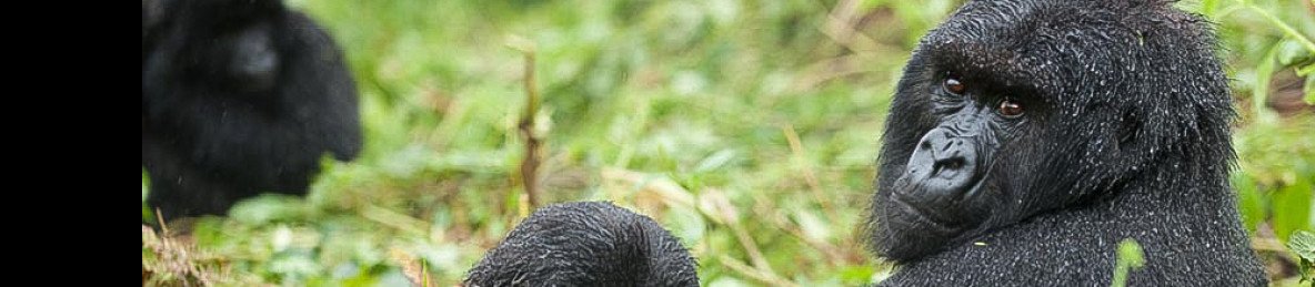 2-Day Rwanda Mountain Gorilla Trekking Safari Experience