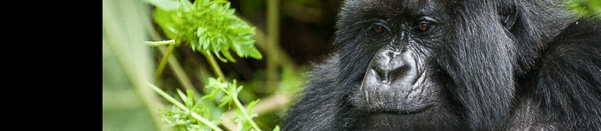 4-Day Rwanda Gorilla Trekking & Golden Monkey Safari