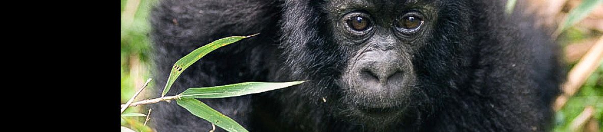 10-Day Bwindi Gorillas and Mafia Island Safari Tour