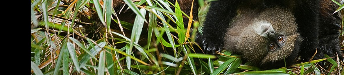 1-Day Golden Monkey Trekking Experience from Kigali