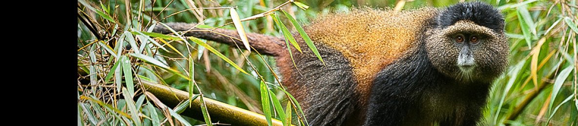 1-Day Explore Golden Monkeys at Mgahinga from Bunyonyi