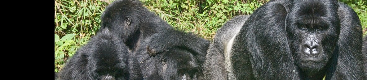 8-Day Rwanda Gorilla & Primates Safari
