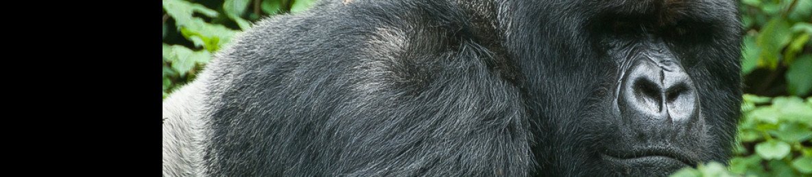 8-Day Rwanda Adventure and Gorilla Safari