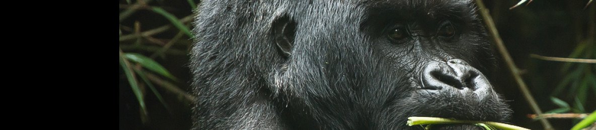 1-Day Gorilla Trekking Safari in Rwanda