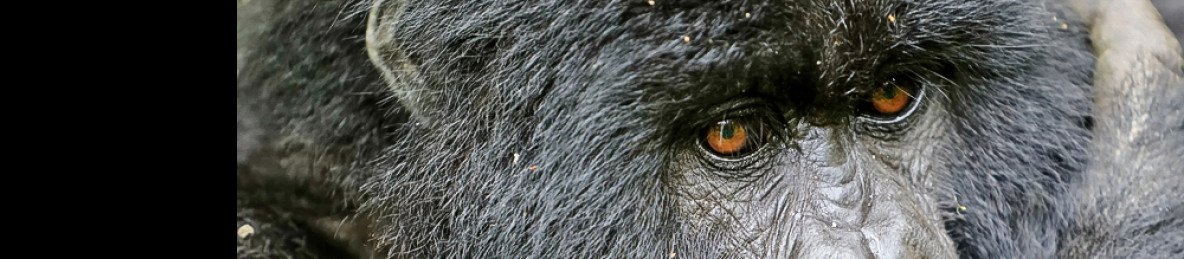 4-Day Rwanda Wildlife Game Drive and Gorilla Trekking