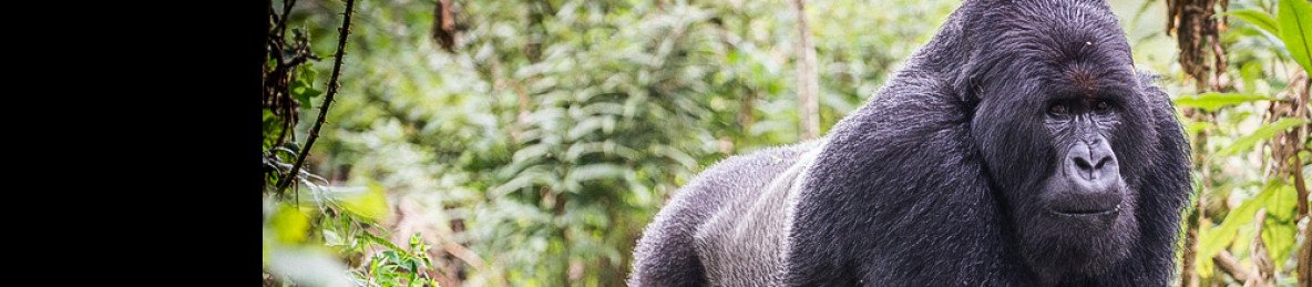 8-Day Rwanda Gorillas, Chimps, & Akagera Safari