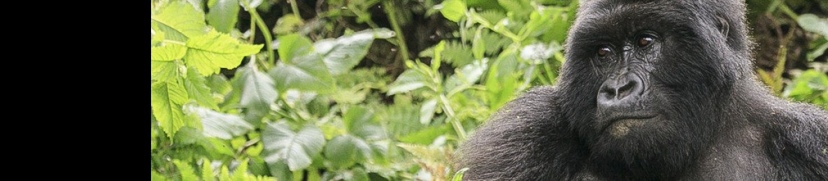 10-Day Discounted Rwanda Gorilla & Chimpanzee Trek Safari