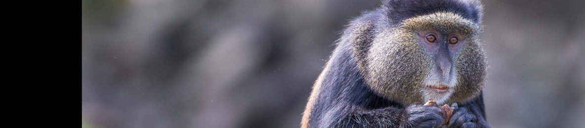4-Day Game Drive and Golden Monkey Trekking in Rwanda