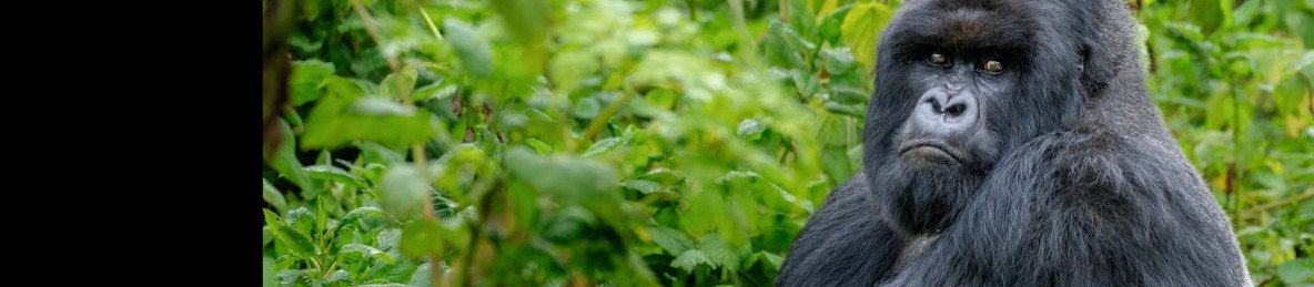 6-Day Rwanda Gorilla Trekking, Chimps and Big 5 Safari