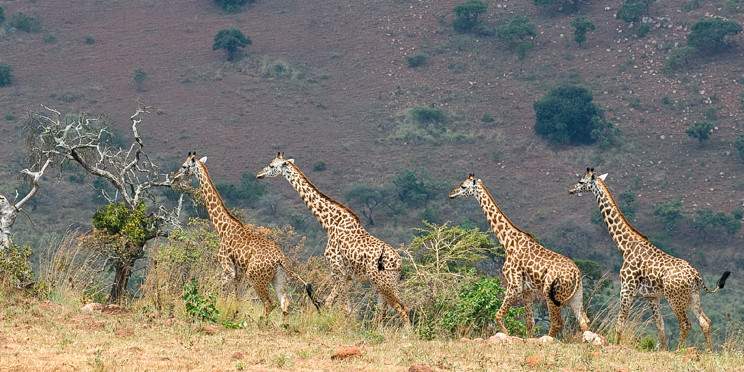 7-Day Rwanda Gorillas, Wildlife, & Chimp Trekking Safari