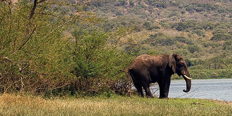 1-Day Akagera Wildlife Safari Trip from Kigali City