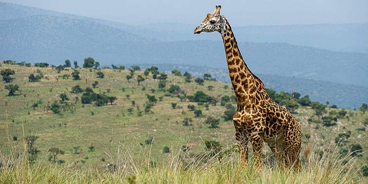 6-Day Rwanda Akagera Safari and Cultural Experiences