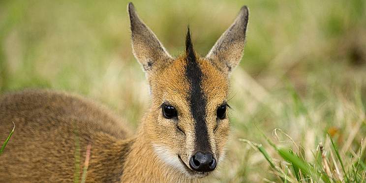 2-Day Akagera Rwanda Wildilfe Safari& Sunset Boat Cruise