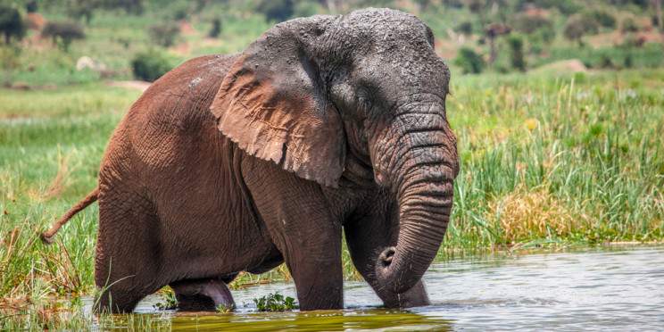 8-Day Rwanda Wildlife Culture and Gorilla Adventure Tour