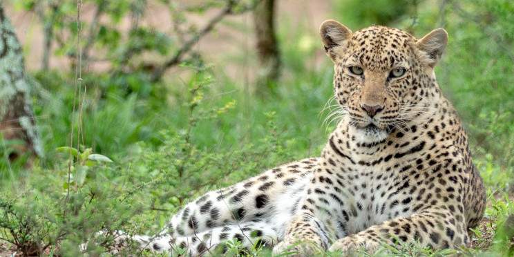 2-Day Akagera Luxury Safari in Rwanda & Boat Cruise