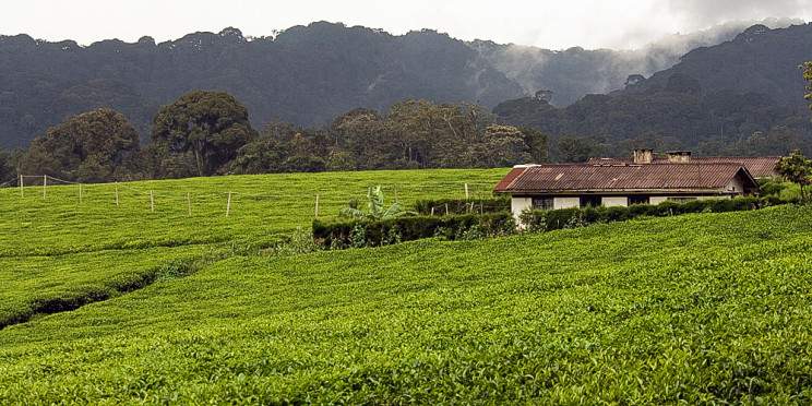 5-Day Nyungwe Chimpanzee Trek with Lake Kivu Experiences