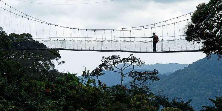 2-Day Chimpanzee Trek & Canopy Walk Adventure in Nyungwe