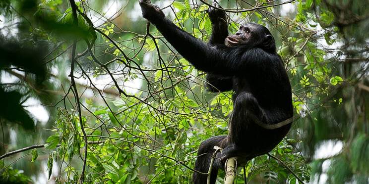 3-Day Nyungwe National Forest Park Safari in Rwanda