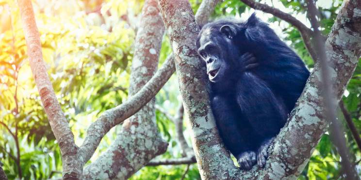 6-Day Rwanda Chimpanzee Trekking and Akagera Safari Trip