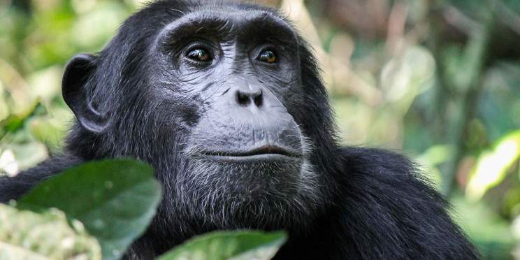 9-Day Best of Rwanda Safari and Cultural Experience