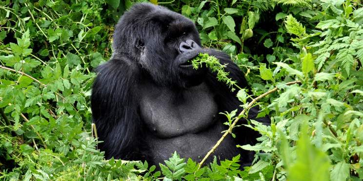 3-Day Rwanda Gorilla & Golden Monkey Trekking Safari