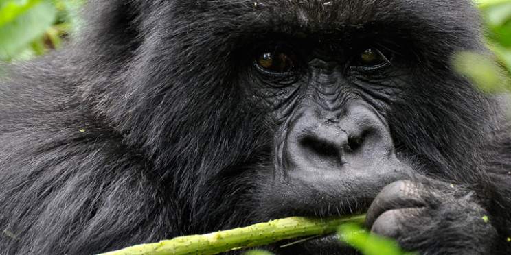 9-Day Rwanda & Tanzania Luxury Wildlife Tour