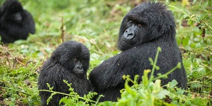 2-Day Rwanda Mountain Gorilla Trekking Safari Experience