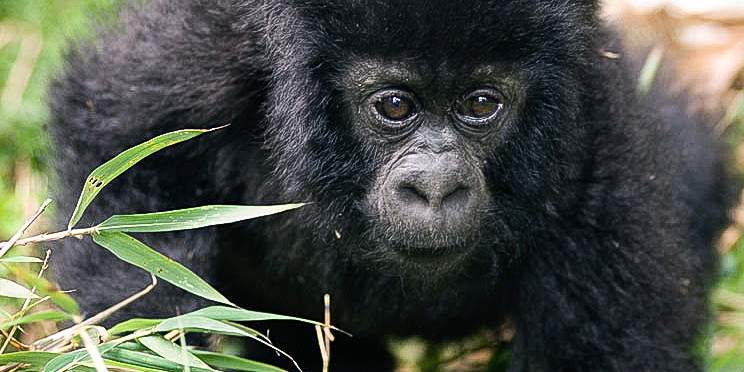 10-Day Bwindi Gorillas and Mafia Island Safari Tour