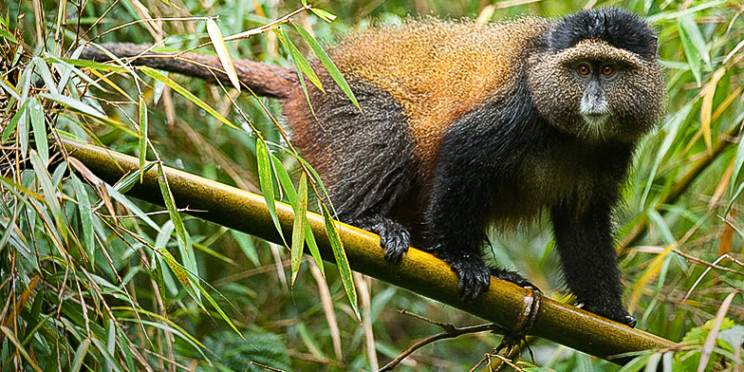 1-Day Explore Golden Monkeys at Mgahinga from Bunyonyi
