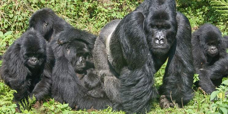 8-Day Rwanda Gorilla & Primates Safari