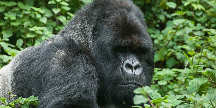 8-Day Rwanda Adventure and Gorilla Safari