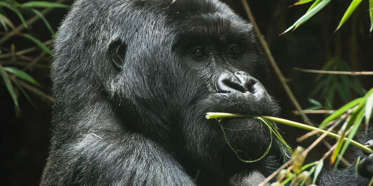 1-Day Gorilla Trekking Safari in Rwanda