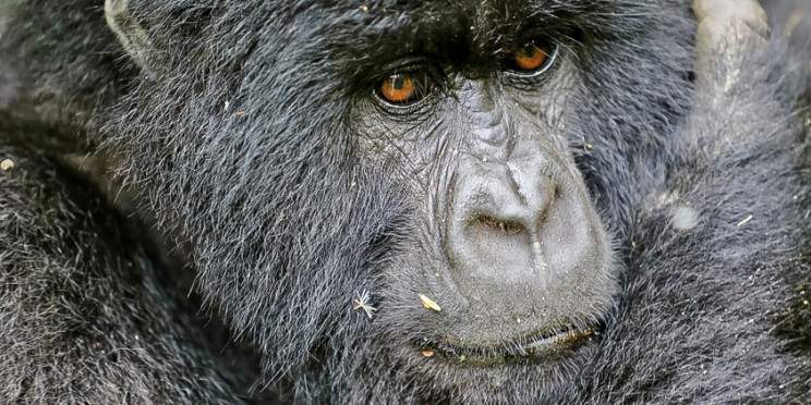 4-Day Rwanda Wildlife Game Drive and Gorilla Trekking