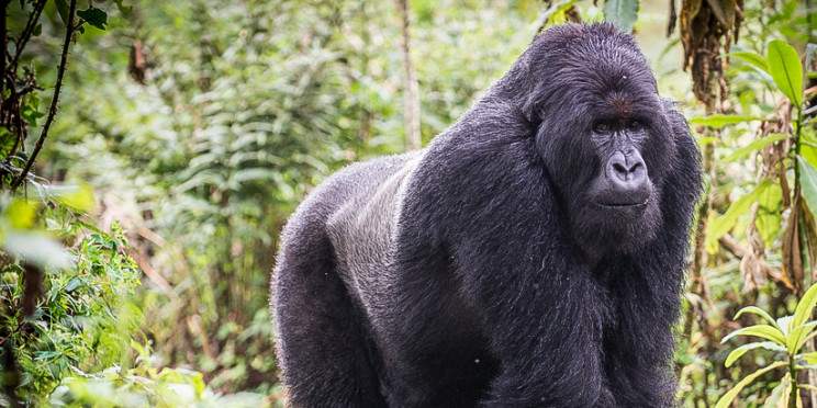 8-Day Rwanda Gorillas, Chimps, & Akagera Safari
