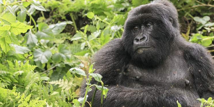 10-Day Discounted Rwanda Gorilla & Chimpanzee Trek Safari