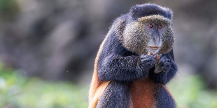 4-Day Game Drive and Golden Monkey Trekking in Rwanda