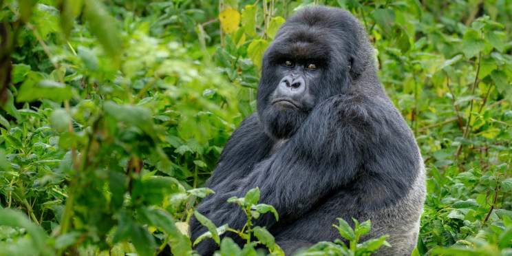 6-Day Rwanda Gorilla Trekking, Chimps and Big 5 Safari