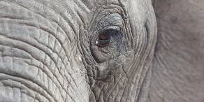 6-Day Tremisana Lodge Kruger Park Safari