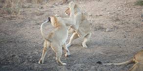 7-Day Tremisana Lodge - Kruger Park Safari